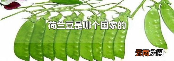 荷兰豆是哪个国家的