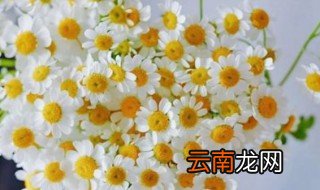 小雏菊怎么水养 买来的小雏菊怎么水养