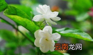 鲜花茉莉怎么水养 水养茉莉怎么养
