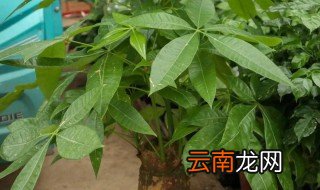 水养发财树烂根怎么办，发财树的根烂了怎么办