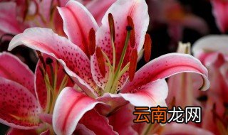 香水百合怎么养水养 香水百合怎么养