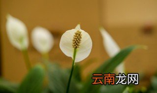 水养白掌怎么养 水培白掌怎么养才能开花更旺盛