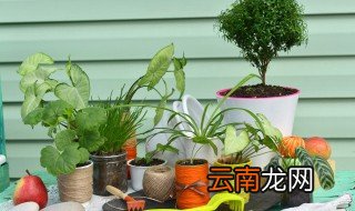 在家里怎么养花不会黄叶 家里养花黄叶处理办法