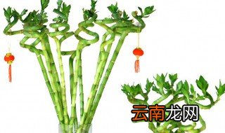 幸运竹怎样养才好 室内水养幸运竹怎么养