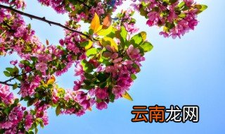 家里养的花有黑色的小虫怎么办 家里养花全是小黑虫怎么办