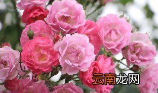 多头蔷薇怎么水养