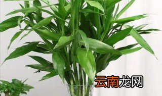 水插富贵竹怎么养 富贵竹水养的插法
