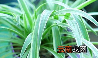 吊兰水养烂根怎么办，吊兰放水里养烂根