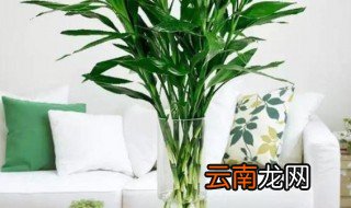 水养富贵竹冬天怎么养 水养富贵竹冬天怎么养才能安全过冬?
