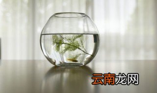 新买的鱼缸怎么养水 新买的鱼缸如何养水