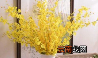 跳舞兰怎么水养 跳舞兰的养护