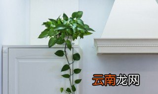 水养植物烂根怎么办,水培植物烂根最好的处理方法