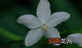 水梅怎么养才能开花 水梅怎么养