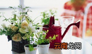 家里养花叶子萎了怎么办，家里养的花烂叶子怎么回事