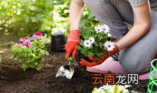 家里阳光充足怎么养花，室内阳光不足怎么养花