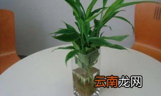 水养富贵竹怎么繁殖 如何养水养富贵竹