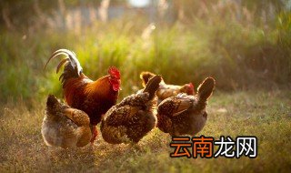公鸡怎么做好吃又简单 公鸡怎么做好吃又简单视频