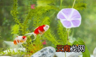 家里养花养鱼怎么养,家里养鱼和花好吗