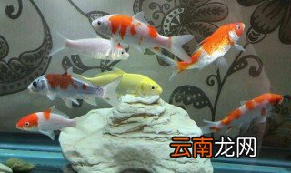 养锦鲤水混浊怎么办，养锦鲤鱼缸水浑浊