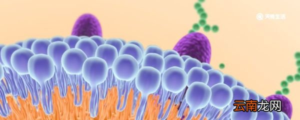 什么叫生物 生物指的是什么