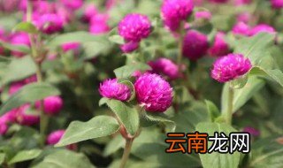千日红的养殖方法和注意事项 千日红怎么水养
