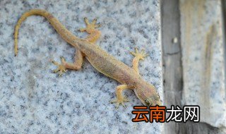 壁虎怎么养? 水壁虎怎么养