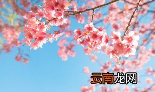家里养花有灰飞虱怎么办 如何防治灰飞虱