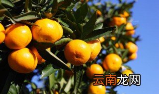 柑橘能放冰箱冷藏保存吗多久 柑橘能放冰箱冷藏保存吗