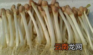 怎样在家养花生芽 家里怎么培养花生芽