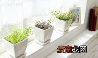 养花家里蚊子多怎么办 室内养花有蚊子怎么办