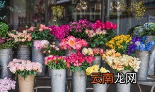 家里不要养的花 家里养花怎么避雷