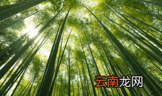 水养观音竹叶子发黄怎么办,水培观音竹黄叶怎么处理
