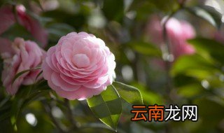 家里养花有苍蝇怎么处理，家养花起了小苍蝇咋处理