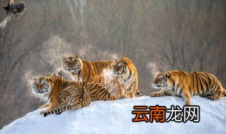 李逵沂岭杀四虎概括 关于李逵沂岭杀四虎的概括