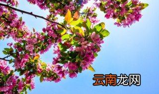 家里养的花有腻虫子怎么办 家里养花总有腻虫怎么回事