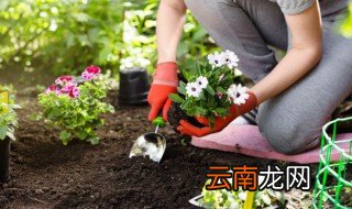 家里养花生蚊子怎么办 室内养花生蚊子怎么办