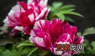 自己养的花不开花怎么回事 家里养花不开花怎么办