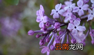 丁香能放冰箱里保存吗，丁香可以存放多久