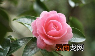 家里养花有飞蛾怎么办 家里有了飞蛾怎么处理