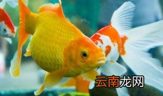 观赏鱼怎么养水，观赏鱼怎样养水