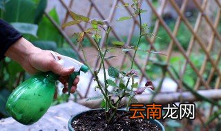 家里养花草怎么除菌 家养花草怎样杀虫