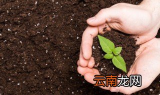 家里养花泥土怎么弄 养花泥土怎么弄的
