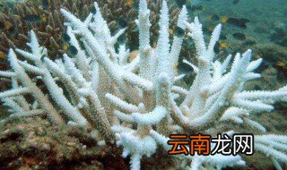 珊瑚和珊瑚虫的区别是什么 珊瑚和珊瑚虫的区别介绍