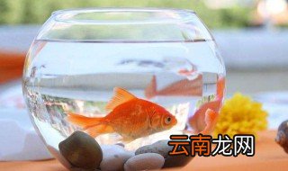 如何养鱼缸水 养鱼鱼缸水怎么养