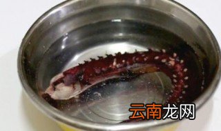 章鱼足开水下锅还是冷水 章鱼足用什么水下锅