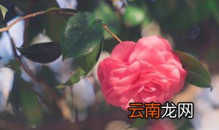 养花小黑虫怎么消灭小窍门 家里养花长小黑虫怎么处理