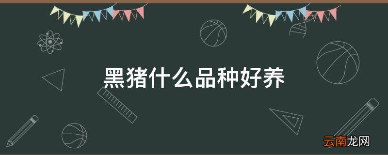 黑猪什么品种好养