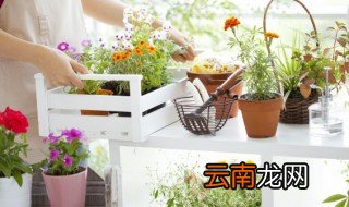 家里养花怎么养好看，在家里养花怎样可以养好