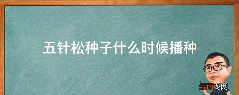 五针松种子什么时候播种