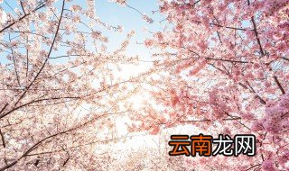 家里怎么养花更好 家里养花怎么养才能养的好
